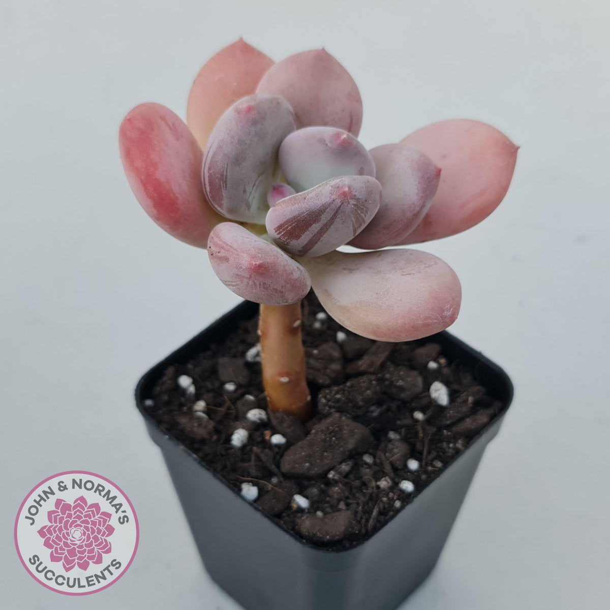 Pachyphytum 'Trumpet' Fat Leaf