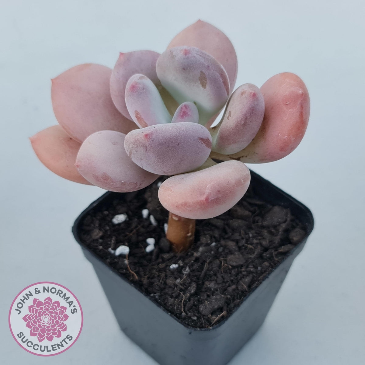 Pachyphytum 'Trumpet' Fat Leaf