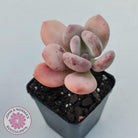 Pachyphytum 'Trumpet' Fat Leaf