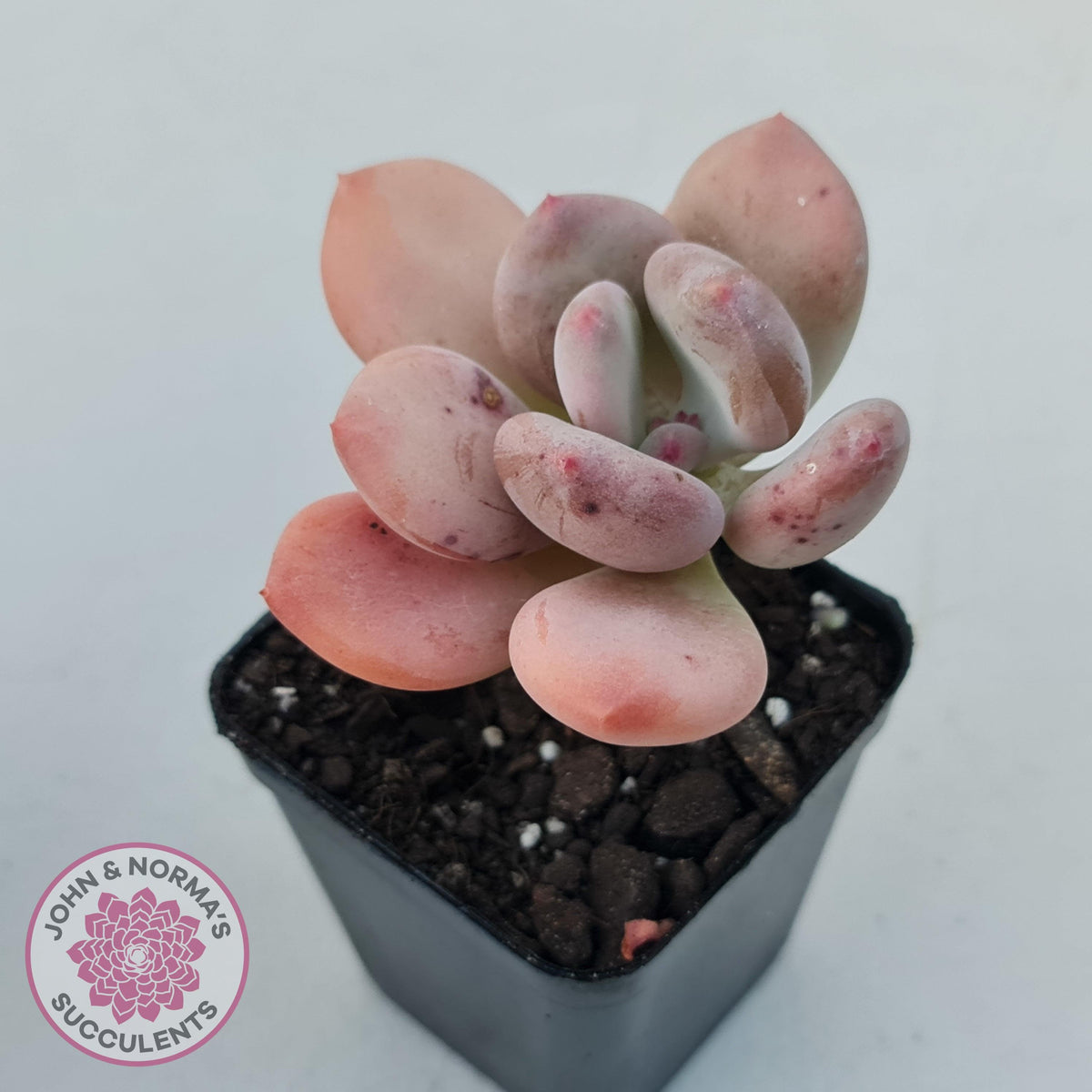 Pachyphytum 'Trumpet' Fat Leaf