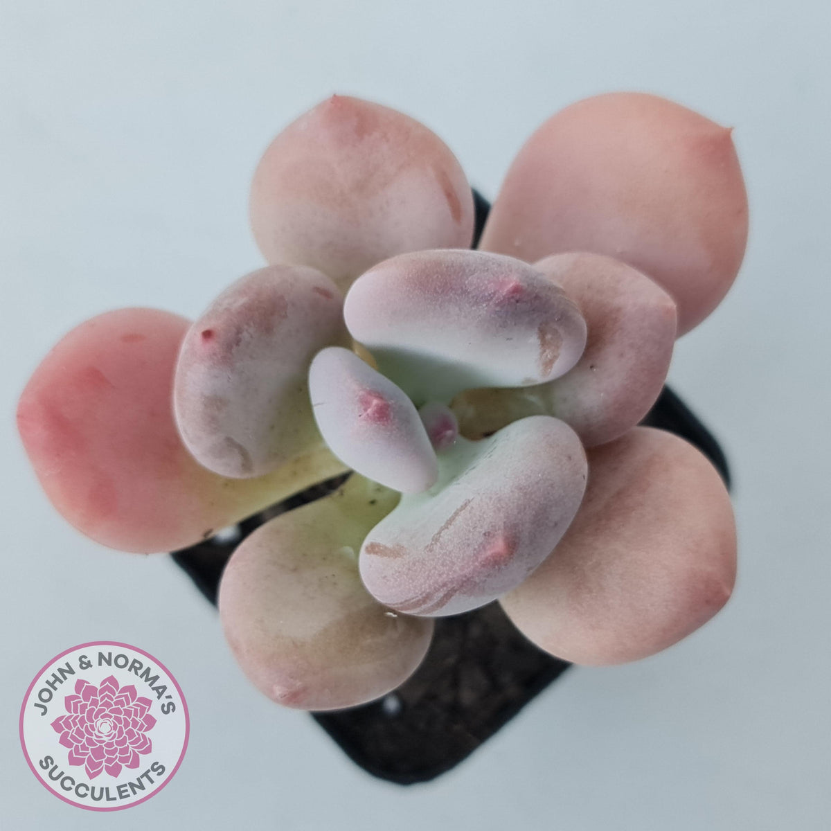 Pachyphytum 'Trumpet' Fat Leaf