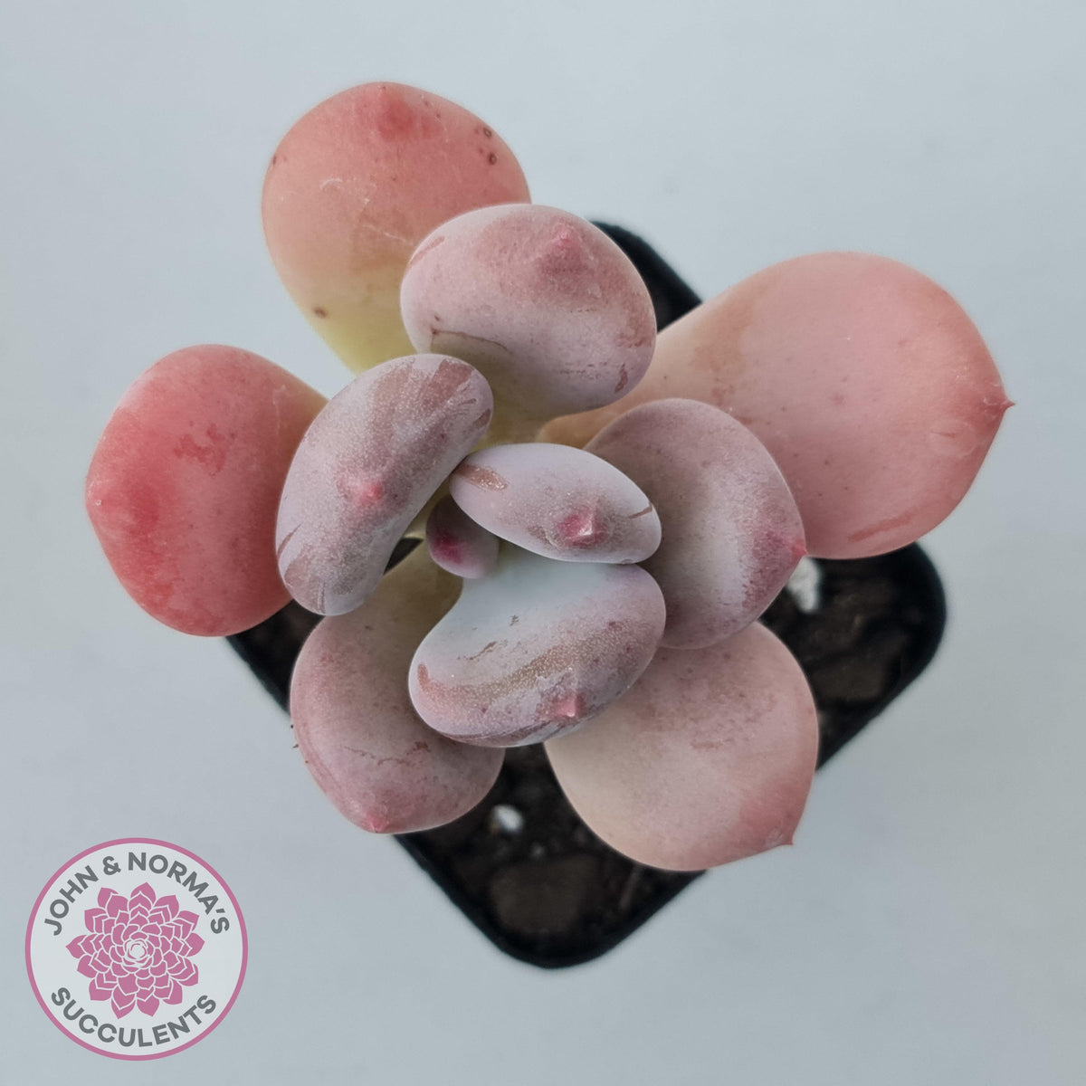 Pachyphytum 'Trumpet' Fat Leaf