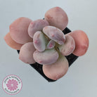 Pachyphytum 'Trumpet' Fat Leaf