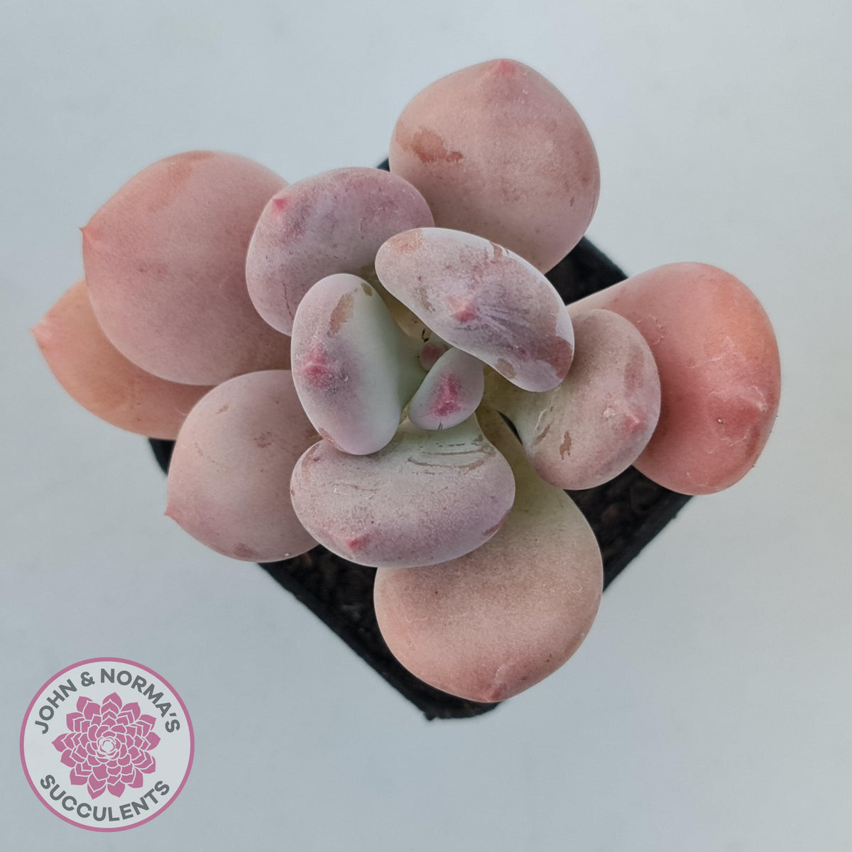 Pachyphytum 'Trumpet' Fat Leaf
