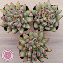 Load image into Gallery viewer, Pachyphytum 'Yeonji'
