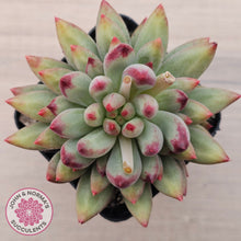 Load image into Gallery viewer, Pachyphytum 'Yeonji'
