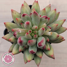 Load image into Gallery viewer, Pachyphytum 'Yeonji'
