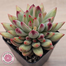 Load image into Gallery viewer, Pachyphytum 'Yeonji'
