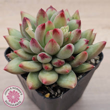 Load image into Gallery viewer, Pachyphytum 'Yeonji'
