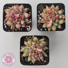 Load image into Gallery viewer, Pachyphytum &#39;Yeonji&#39; - John &amp; Norma&#39;s Succulents Australia
