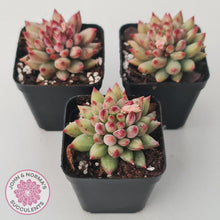 Load image into Gallery viewer, Pachyphytum &#39;Yeonji&#39; - John &amp; Norma&#39;s Succulents Australia
