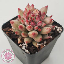 Load image into Gallery viewer, Pachyphytum &#39;Yeonji&#39; - John &amp; Norma&#39;s Succulents Australia
