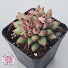 Load image into Gallery viewer, Pachyphytum &#39;Yeonji&#39; - John &amp; Norma&#39;s Succulents Australia
