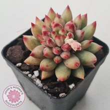 Load image into Gallery viewer, Pachyphytum &#39;Yeonji&#39; - John &amp; Norma&#39;s Succulents Australia
