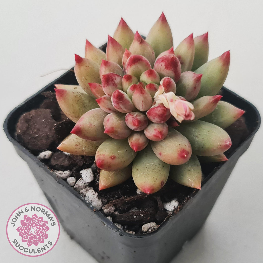 Pachyphytum 'Yeonji' - John & Norma's Succulents Australia