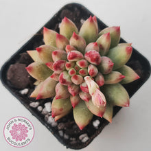 Load image into Gallery viewer, Pachyphytum &#39;Yeonji&#39; - John &amp; Norma&#39;s Succulents Australia
