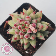 Load image into Gallery viewer, Pachyphytum &#39;Yeonji&#39; - John &amp; Norma&#39;s Succulents Australia
