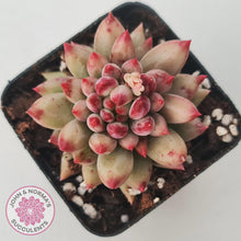 Load image into Gallery viewer, Pachyphytum &#39;Yeonji&#39; - John &amp; Norma&#39;s Succulents Australia
