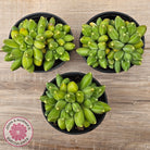 Pachyphytum compactum - Fat Leaf Green Form