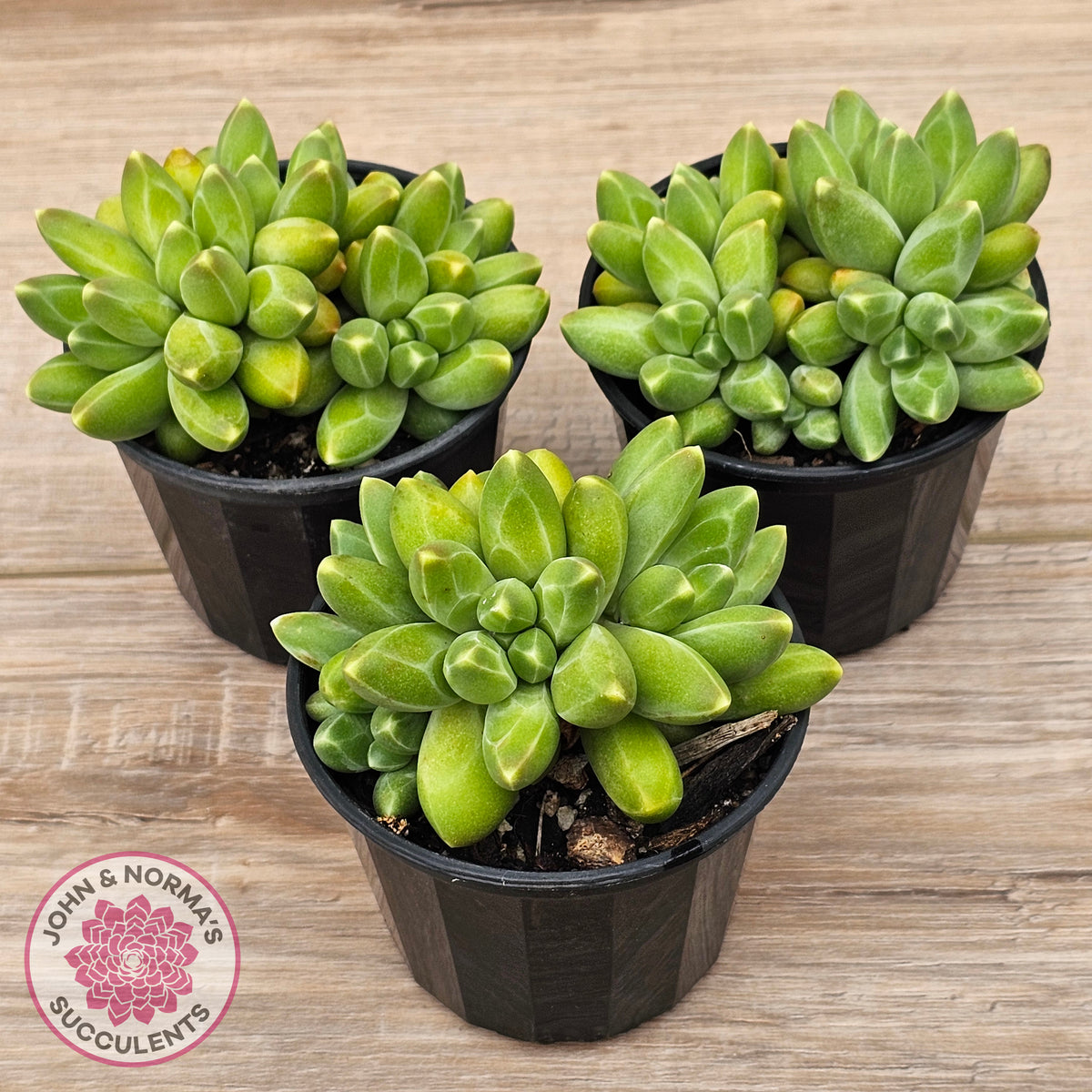 Pachyphytum compactum - Fat Leaf Green Form