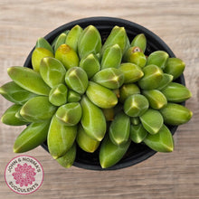 Load image into Gallery viewer, Pachyphytum compactum - Fat Leaf Green Form
