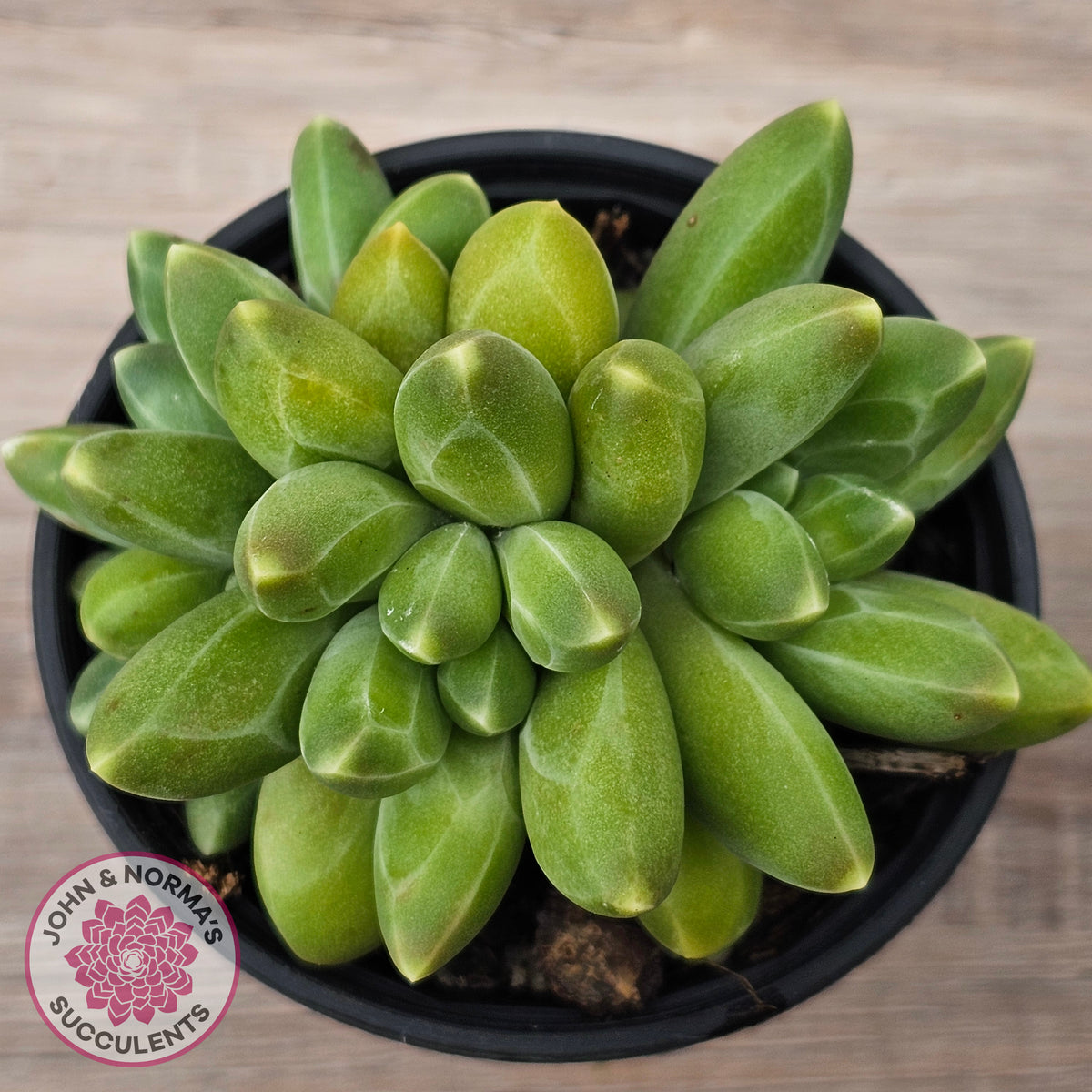 Pachyphytum compactum - Fat Leaf Green Form