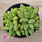 Pachyphytum compactum - Fat Leaf Green Form