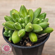 Load image into Gallery viewer, Pachyphytum compactum - Fat Leaf Green Form
