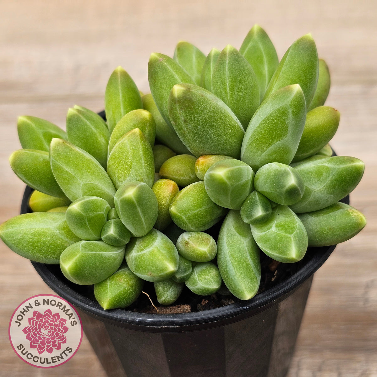 Pachyphytum compactum - Fat Leaf Green Form