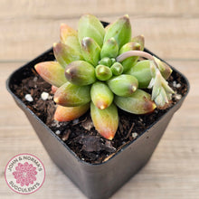 Load image into Gallery viewer, Pachyphytum compactum - Fat Leaf Green Form
