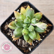 Load image into Gallery viewer, Pachyphytum compactum - Fat Leaf Green Form
