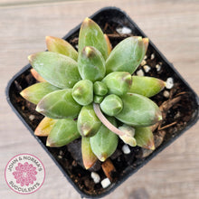 Load image into Gallery viewer, Pachyphytum compactum - Fat Leaf Green Form
