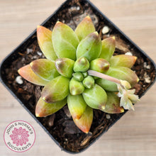 Load image into Gallery viewer, Pachyphytum compactum - Fat Leaf Green Form
