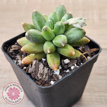 Load image into Gallery viewer, Pachyphytum compactum - Fat Leaf Green Form
