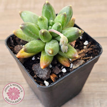 Load image into Gallery viewer, Pachyphytum compactum - Fat Leaf Green Form
