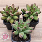 Pachyphytum compactum - Fat Leaf Green Form