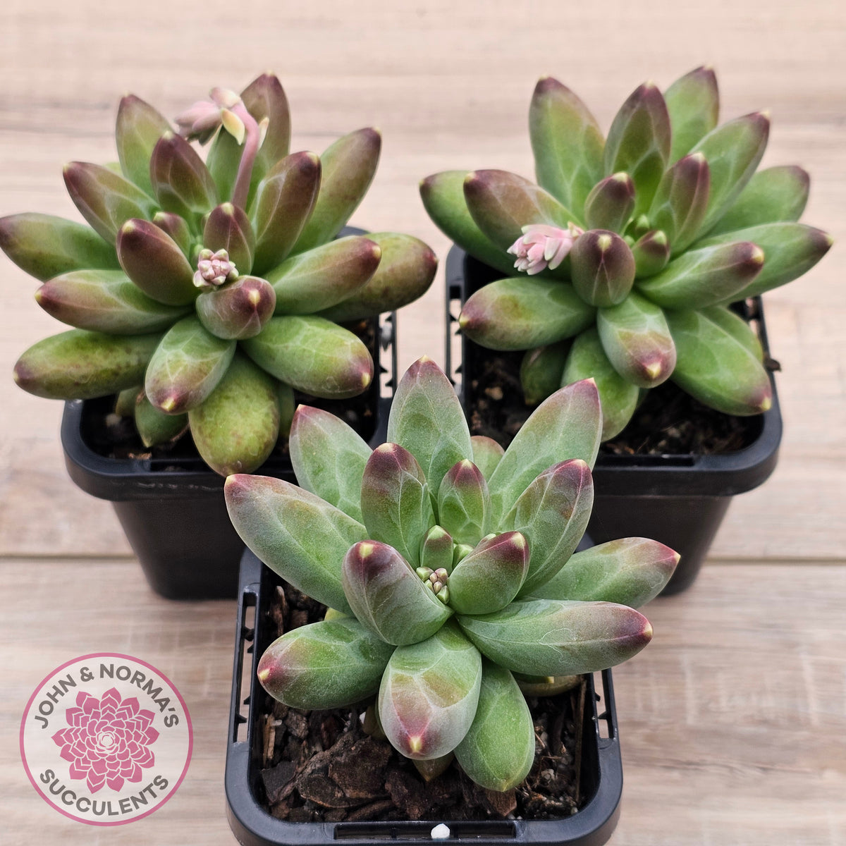Pachyphytum compactum - Fat Leaf Green Form