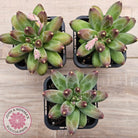 Pachyphytum compactum - Fat Leaf Green Form