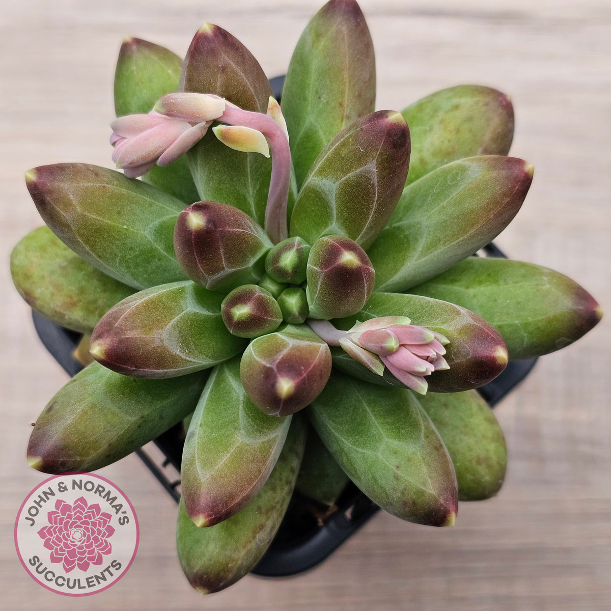 Pachyphytum compactum - Fat Leaf Green Form