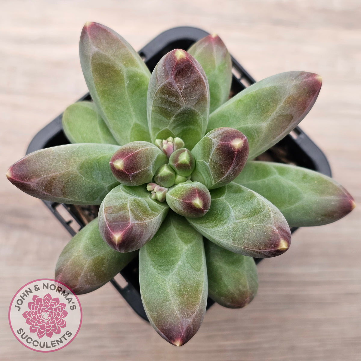 Pachyphytum compactum - Fat Leaf Green Form