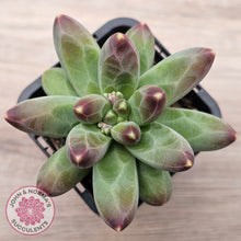 Load image into Gallery viewer, Pachyphytum compactum - Fat Leaf Green Form
