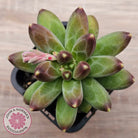 Pachyphytum compactum - Fat Leaf Green Form