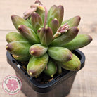 Pachyphytum compactum - Fat Leaf Green Form