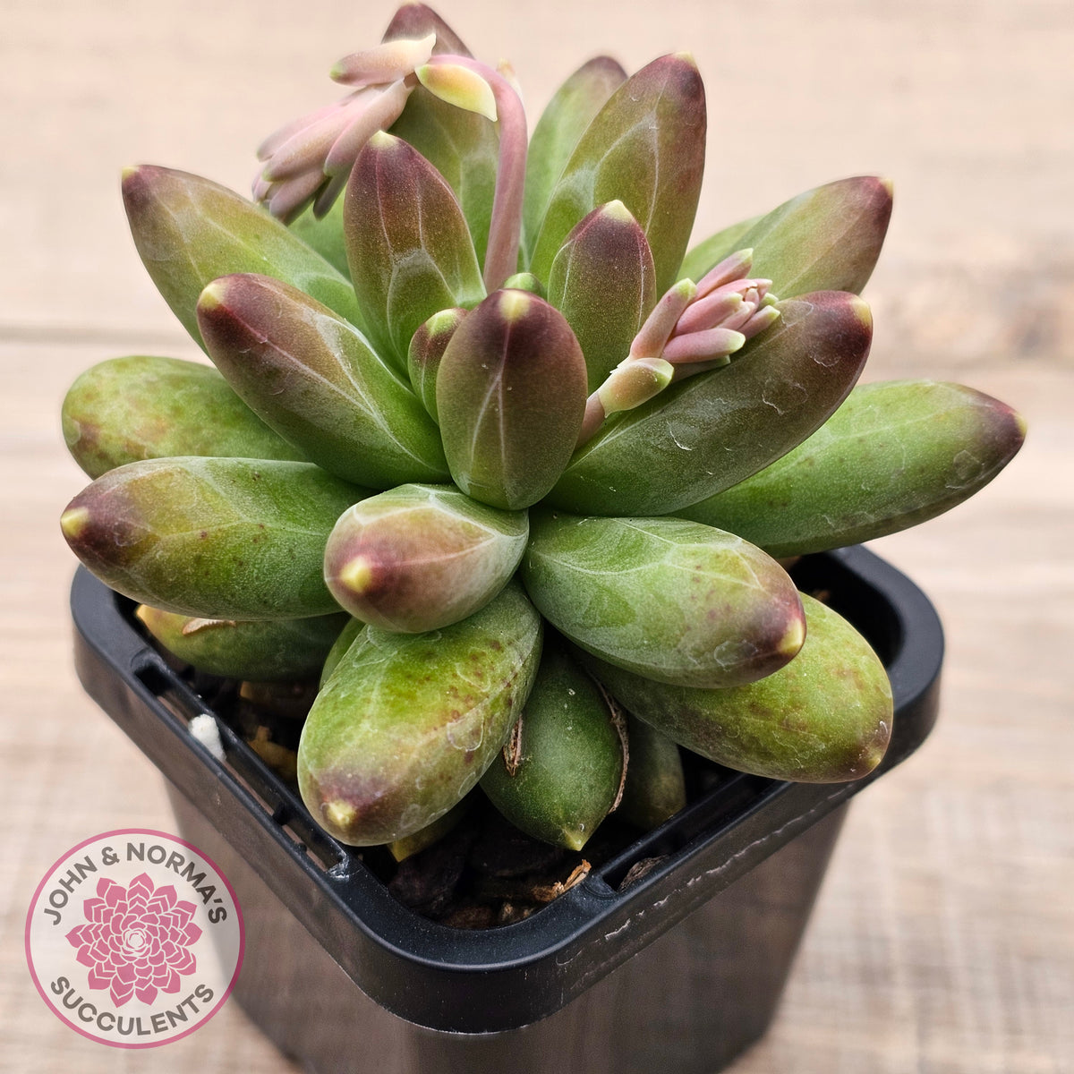 Pachyphytum compactum - Fat Leaf Green Form