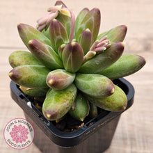 Load image into Gallery viewer, Pachyphytum compactum - Fat Leaf Green Form
