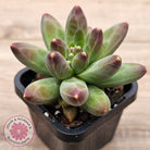 Pachyphytum compactum - Fat Leaf Green Form