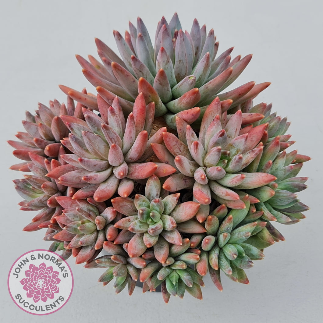 Pachyphytum compactum - White form