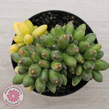 Load image into Gallery viewer, Pachyphytum compactum variegata crested
