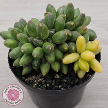 Load image into Gallery viewer, Pachyphytum compactum variegata crested
