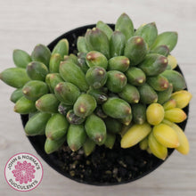 Load image into Gallery viewer, Pachyphytum compactum variegata crested
